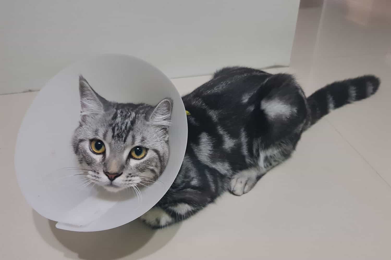 Gato tras esterilización con collar isabelino