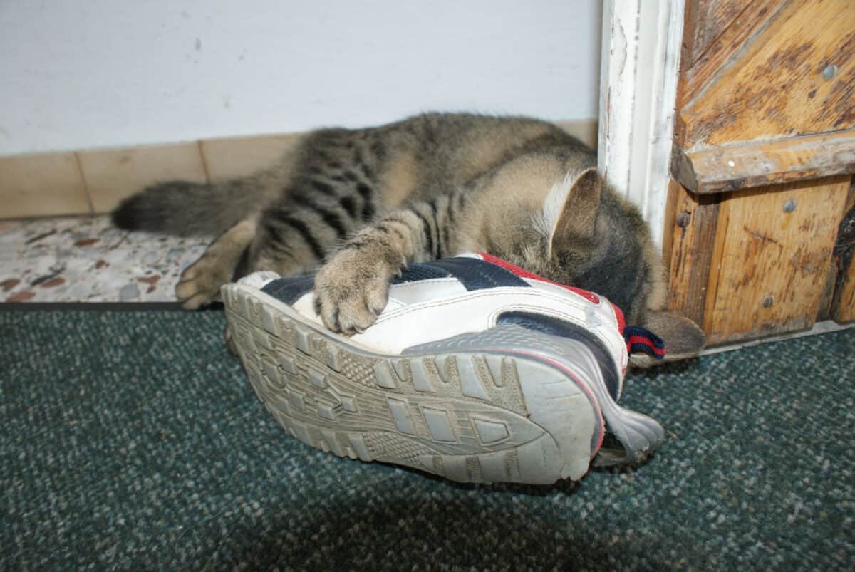 Gato con la cabeza dentro de una zapatilla vieja