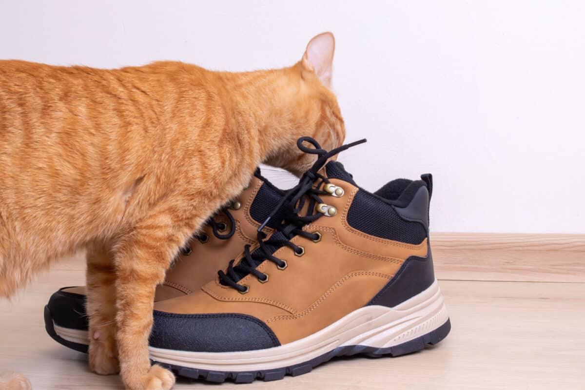Gato oliendo un par de zapatos