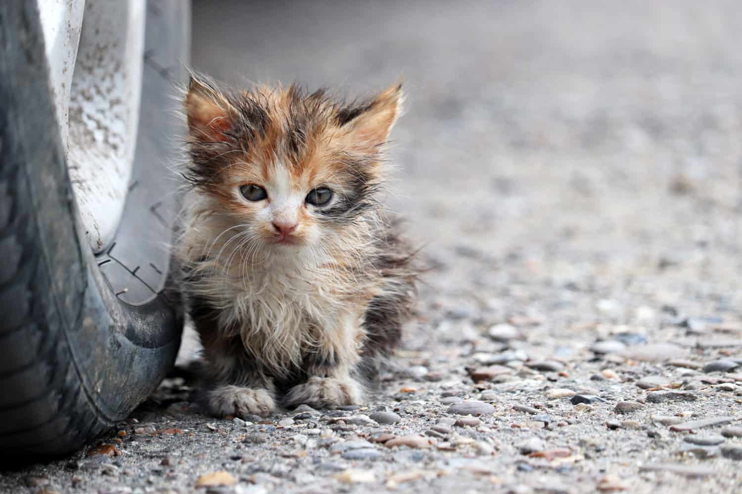 Pequeño gatito sentado en una calle cerca de la rueda del coche. Retrato de gato callejero sucio al aire libre
