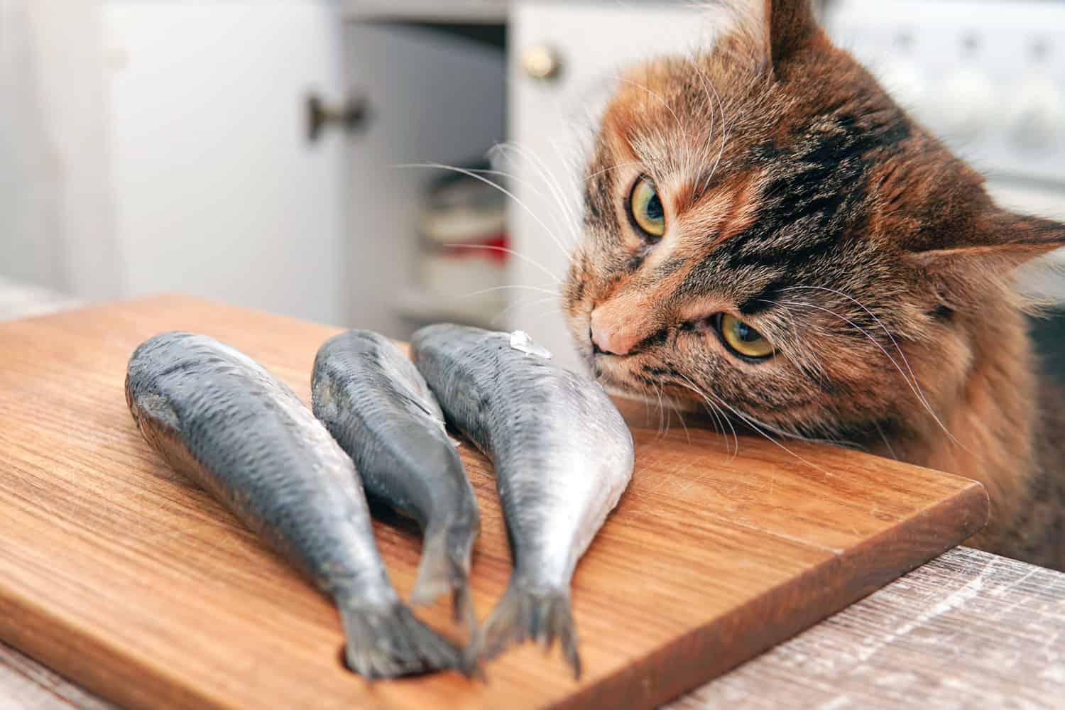 El gato quiere comerse el pescado de la mesa.