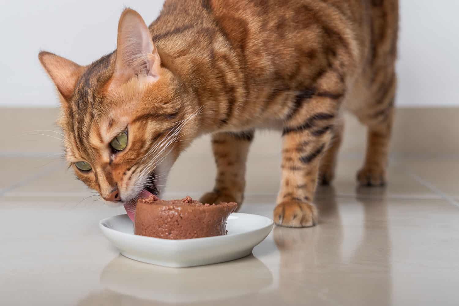 ¿Puedo Alimentar a Mi Gato Con Una Dieta a Base De Pescado O Con Sabor a Pescado? (Contestada) ¿puedo Alimentar a Mi Gato Con Una Dieta a Base