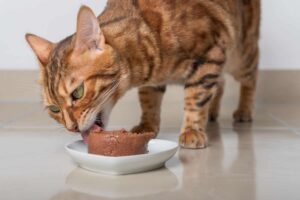 ¿puedo Alimentar a Mi Gato Con Una Dieta a Base