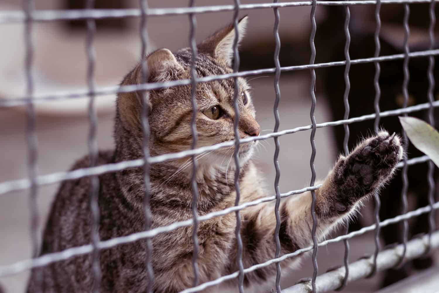 Gato abandonado detrás de la valla en un refugio de animales.  Adopción de mascotas.  Gato atigrado juguetón.
