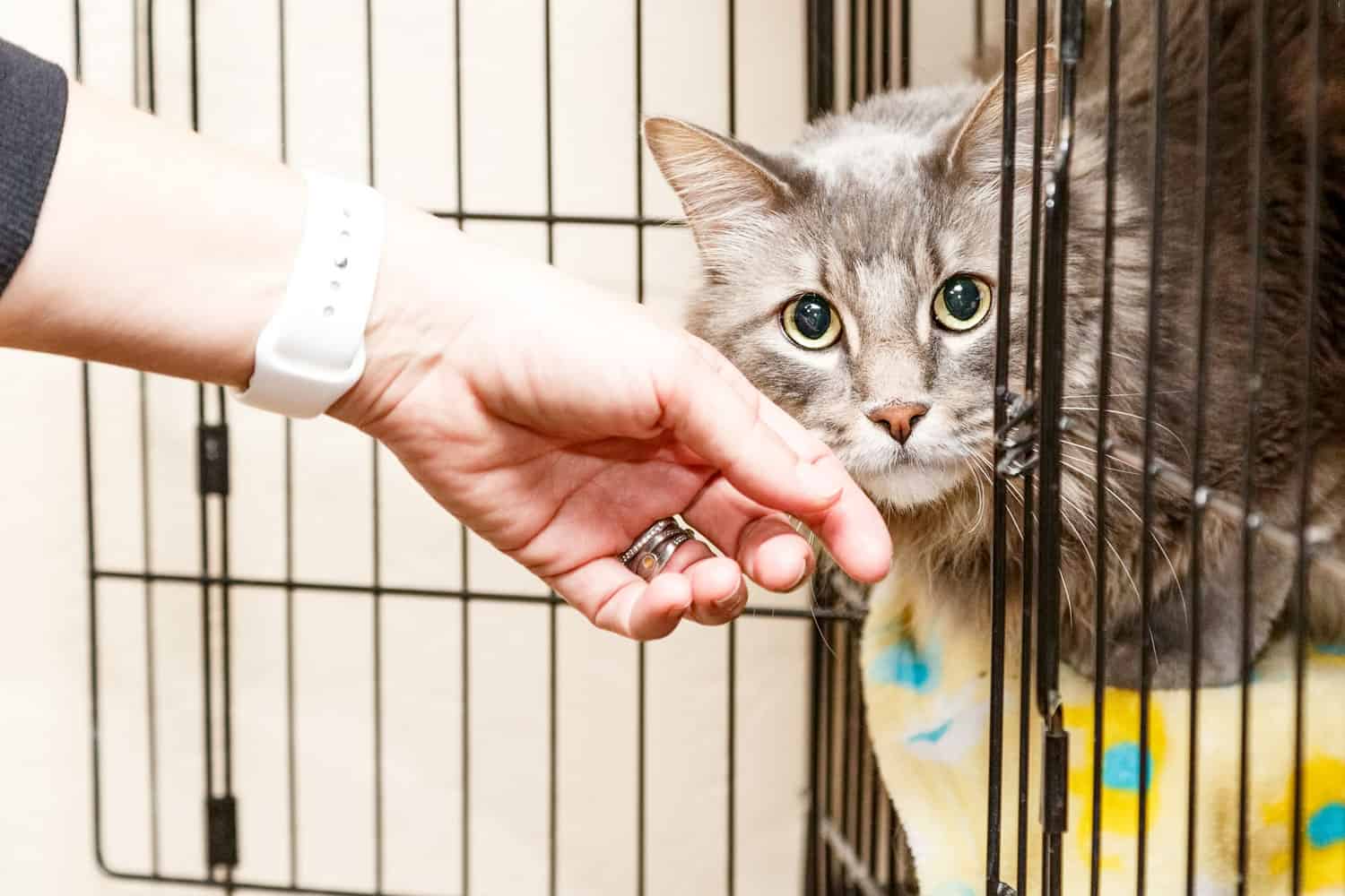 Mano de una mujer acariciando a un gato asustado y tímido que yace en una jaula en un refugio
