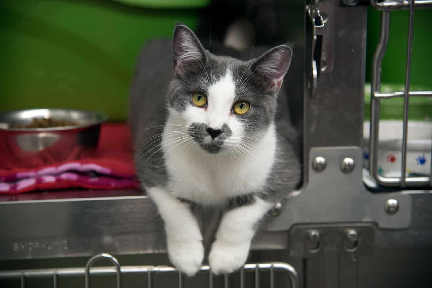 Pequeño gatito de refugio con ojos amarillos.
