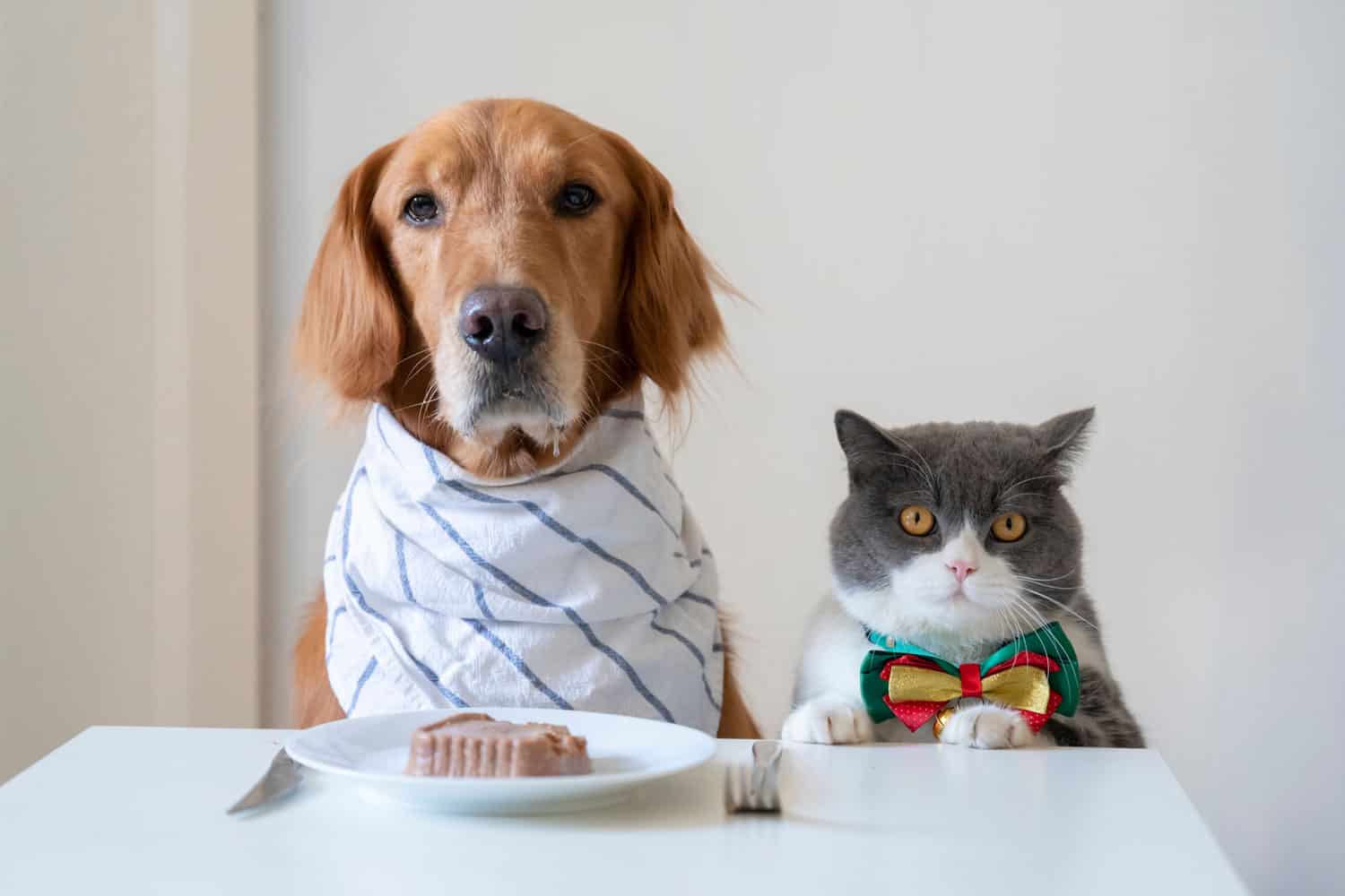 Golden Retriever y British Shorthair se preparan para comer
