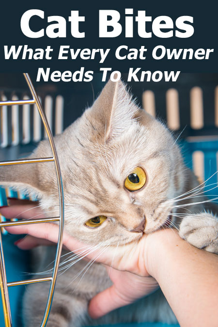Mordeduras De Gato: Lo Que Todo Dueño De Gato Necesita