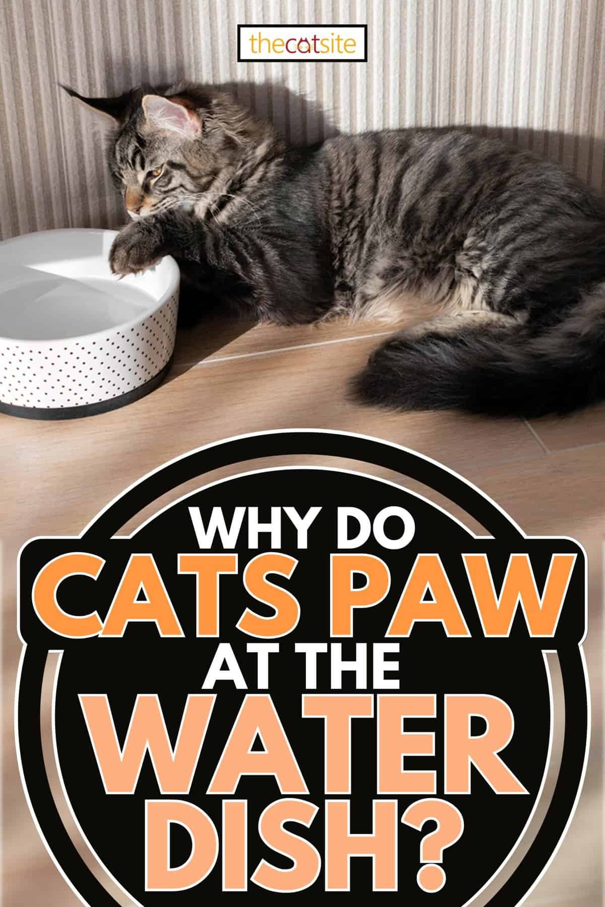 Maine coon sumerge su pata en un recipiente de agua, ¿Por qué los gatos tocan el plato de agua?