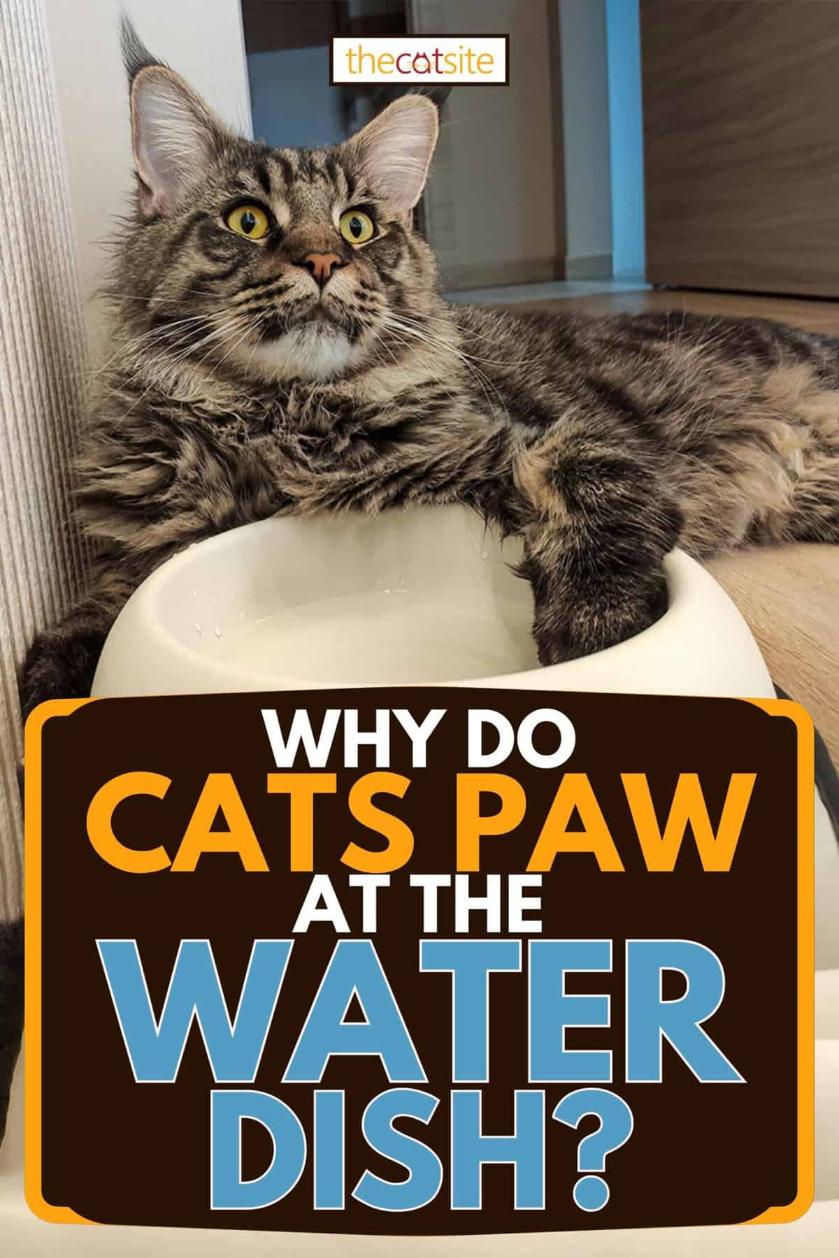 El gato sumerge su pata en un recipiente de agua tratando de beberla. ¿Por qué los gatos tocan el plato de agua?
