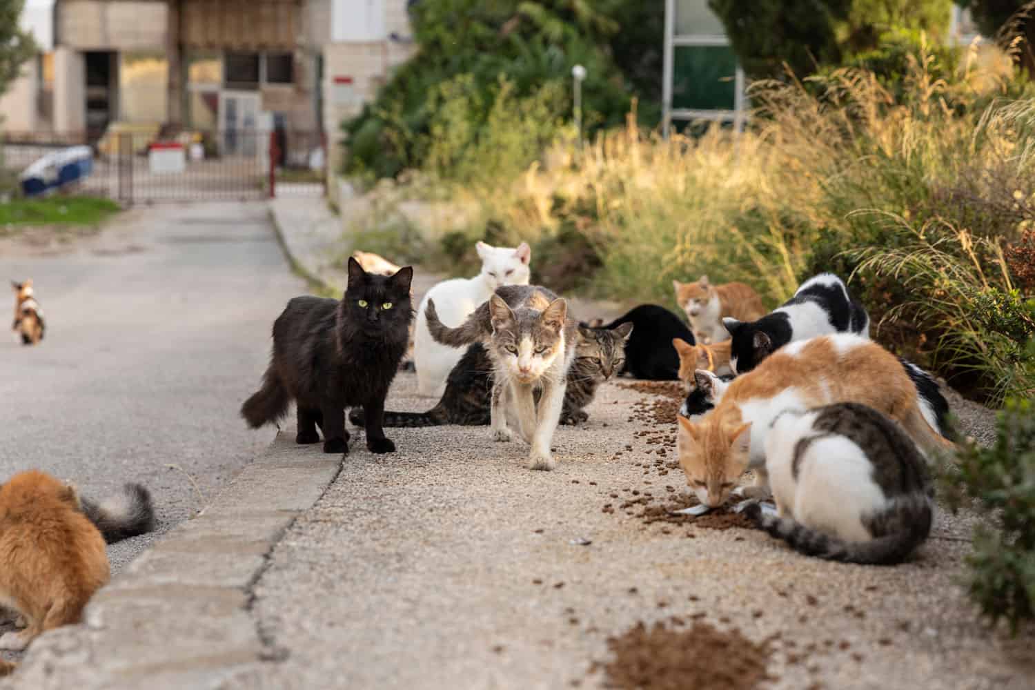 Un grupo de gatos callejeros sin hogar multicolores sentados y esperando afuera en la carretera en el centro de Dubrovnik a que voluntarios los alimenten.  Rodeado de vegetación en un día soleado de verano.
