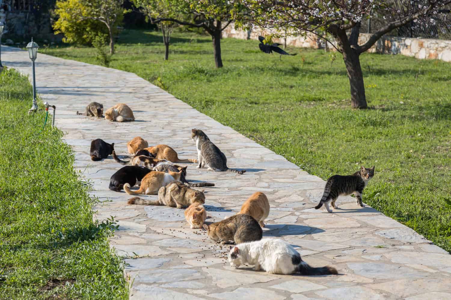 Muchos gatos salvajes comen afuera
