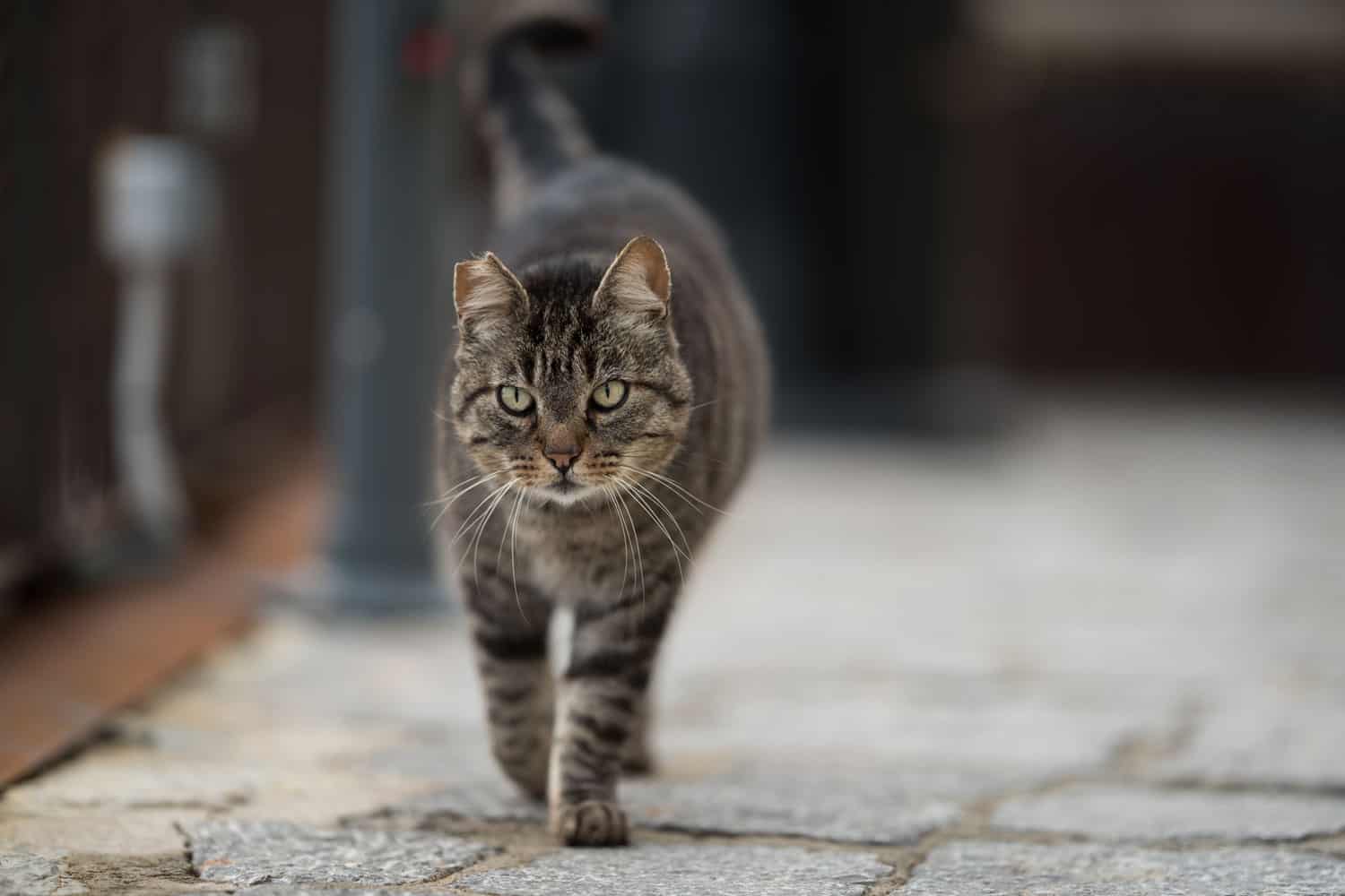 Atigrado gato salvaje con oreja con muescas caminando por la calle adoquinada
