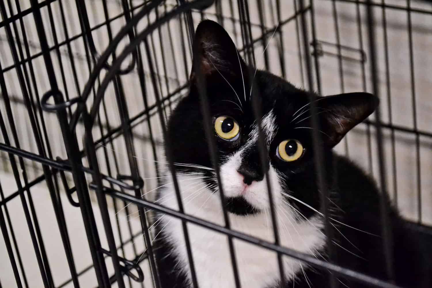 Un gato salvaje blanco y negro mira suplicante a través de los barrotes de una jaula en un refugio de animales local
