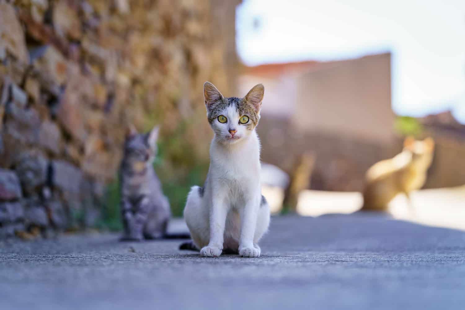 Preciosos gatos callejeros descansando en la calle esperando a que alguien los alimente en un antiguo pueblo.
