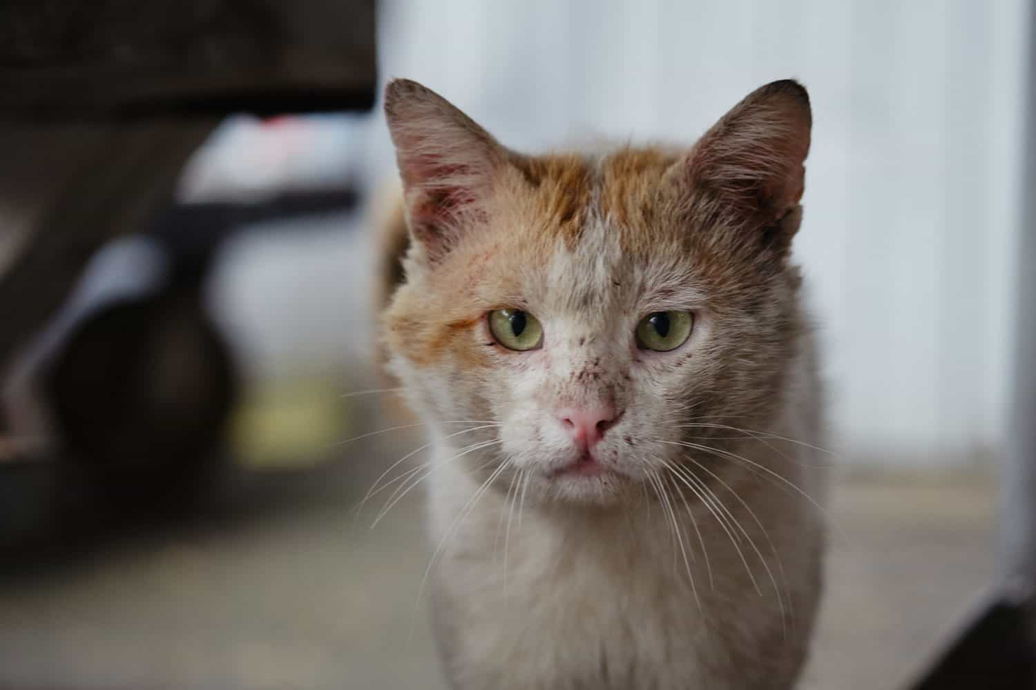 un triste y viejo gato sin hogar golpeado
