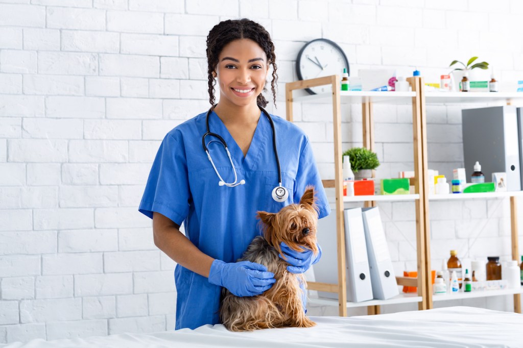 Un Yorkshire Terrier siendo examinado por luxación rotuliana (o deslizamiento de la rodilla).