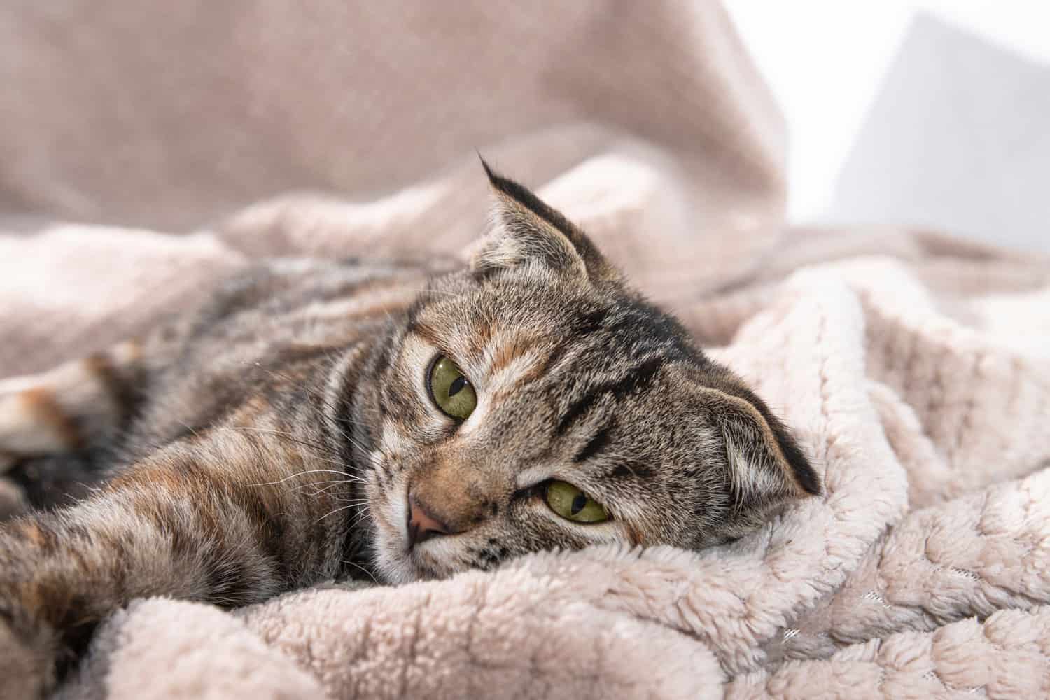 Un gatito doméstico a rayas con cara triste yace en el camino. Mascota enferma.