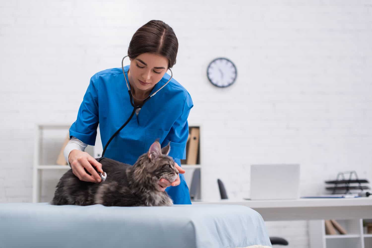 Veterinario examinando maine coon con estetoscopio en la clínica
