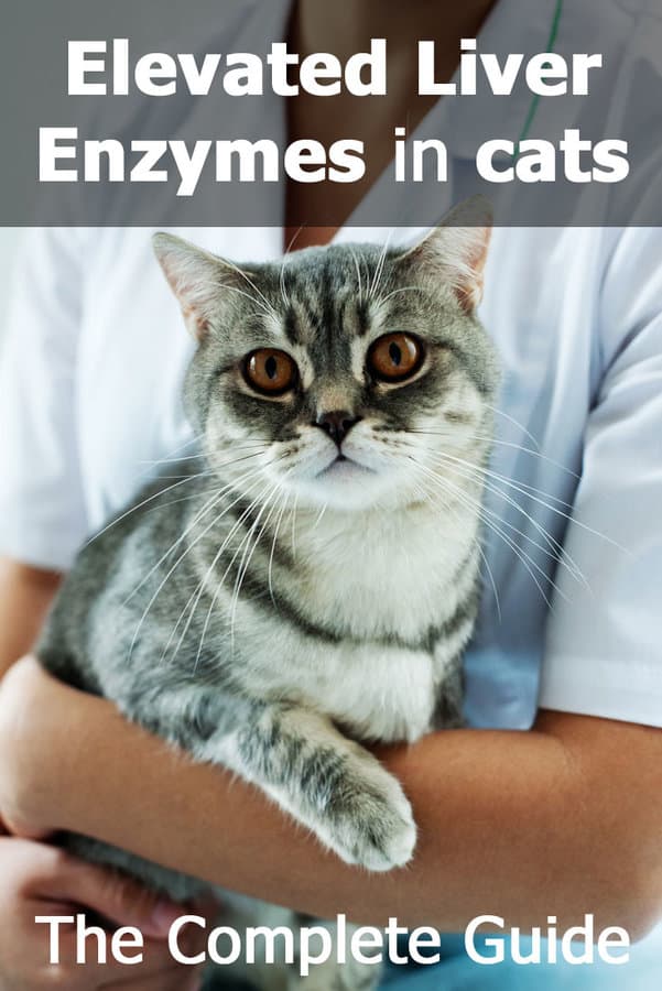 enzimas hepáticas elevadas en gatos; la guía completa