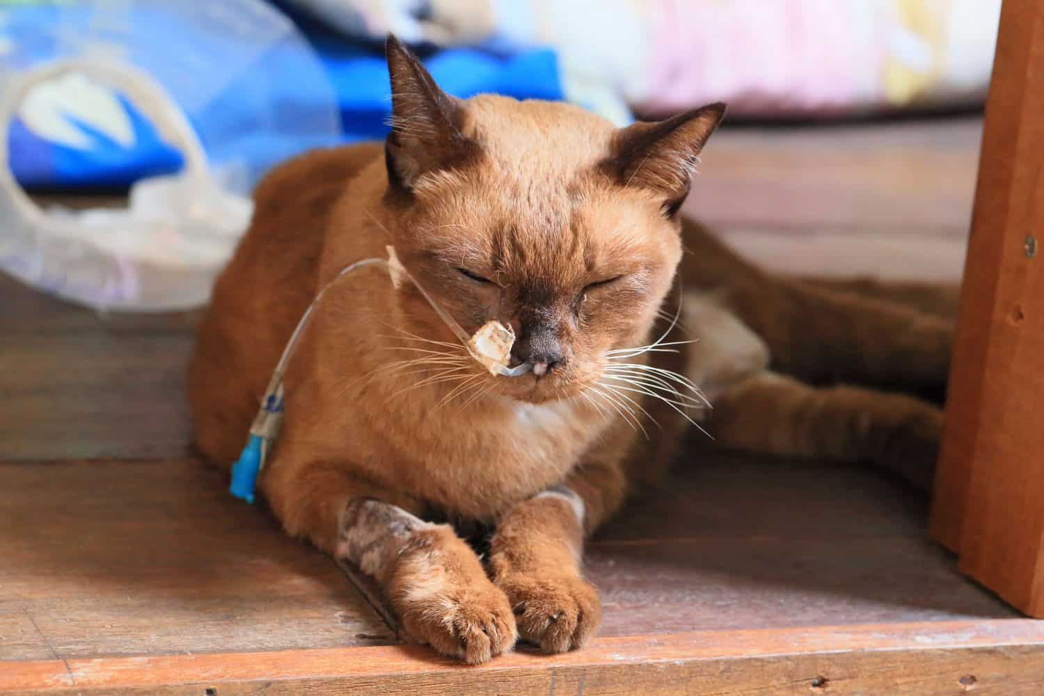 un gato siamés anciano, visiblemente enfermo, tiene un tubo de alimentación que se extiende desde la nariz hasta el estómago para alimentarse, mientras que al fondo se ve un collar.