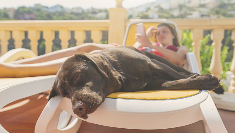 Perro dormido de vacaciones.