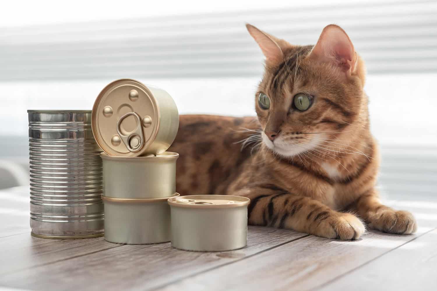 El gato doméstico miente y mira la comida enlatada.
