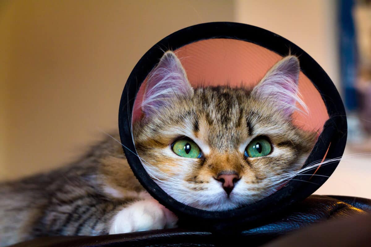 Un gatito con un cono en embudo postoperatorio