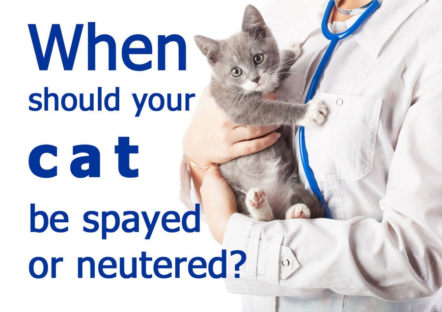 ¿Cuándo Esterilizar O Castrar a Un Gato? Respuestas a Sus Preguntas ¿cuándo Esterilizar O Castrar a Un Gato? Respuestas a Sus