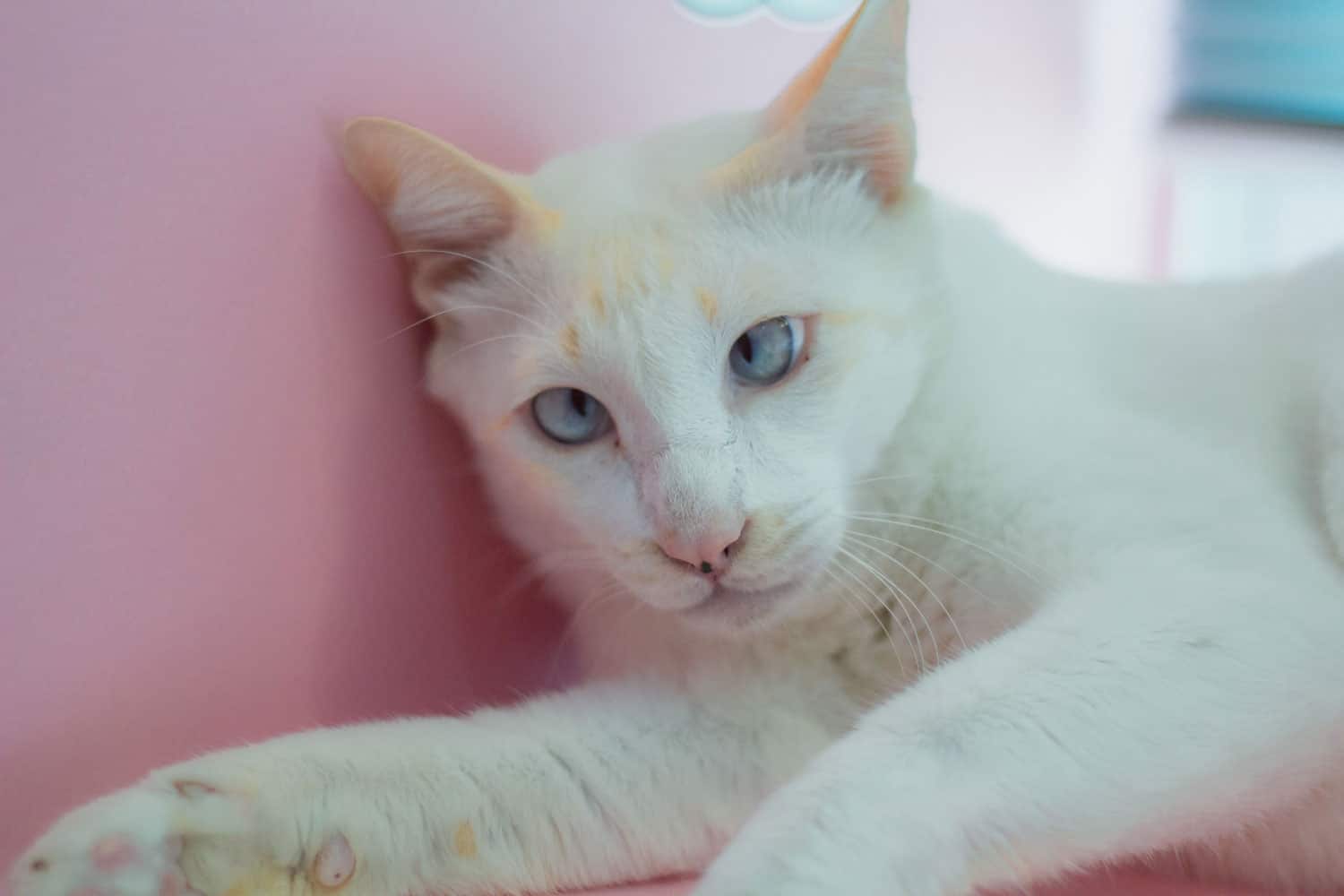 El gato blanco tiene síndrome de down, relájese en la habitación.
