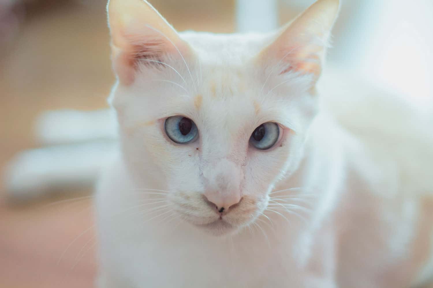 Este es el síndrome de Down del gato blanco.  Debe estar en casa para salir, pero es muy bonito.
