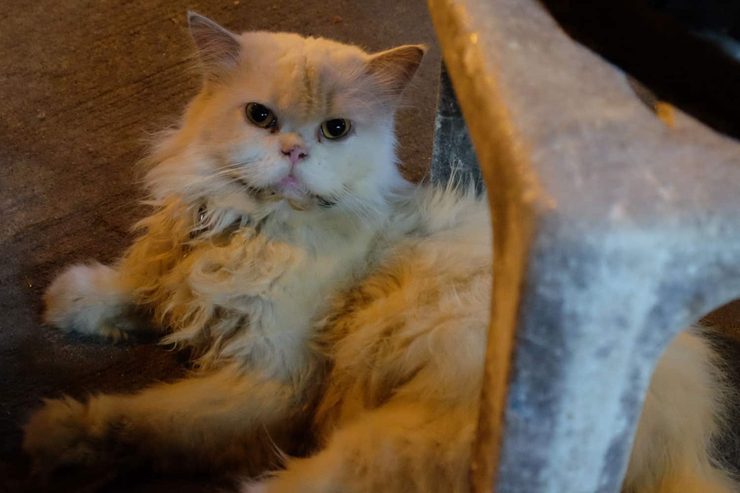 Un gato sucio y esponjoso miente.  Gato que sufre de síndrome de Down.
