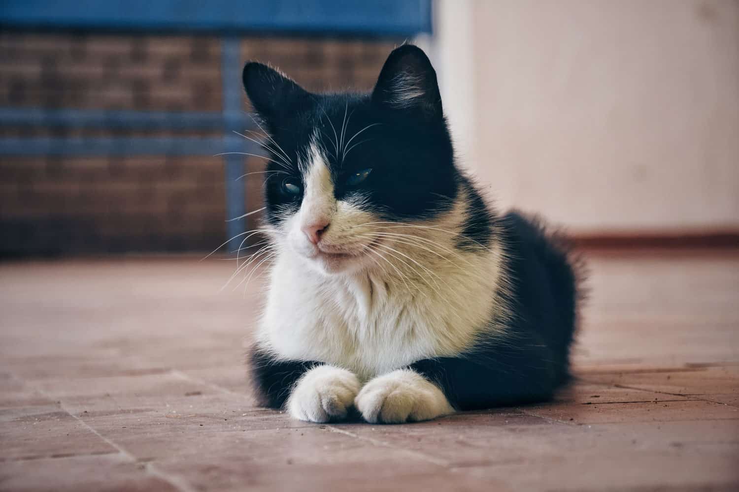 Gato callejero blanco y negro con estrabismo en el ojo.
