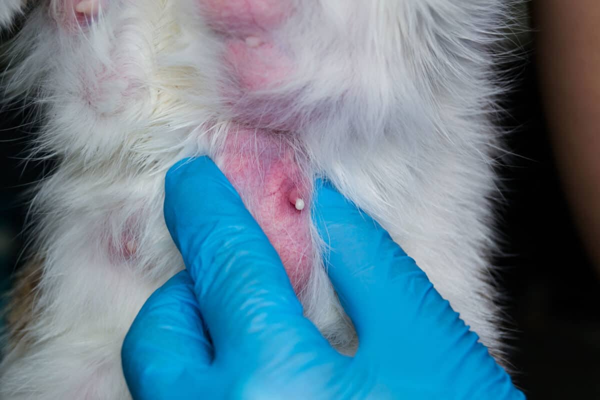 el veterinario masajea la glándula mamaria de una gata con mastitis, para evacuar la leche infectada