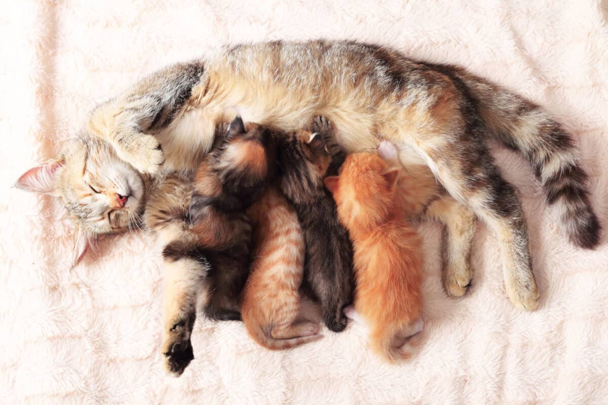 Gato amamantando a sus pequeños gatitos, cerrar
