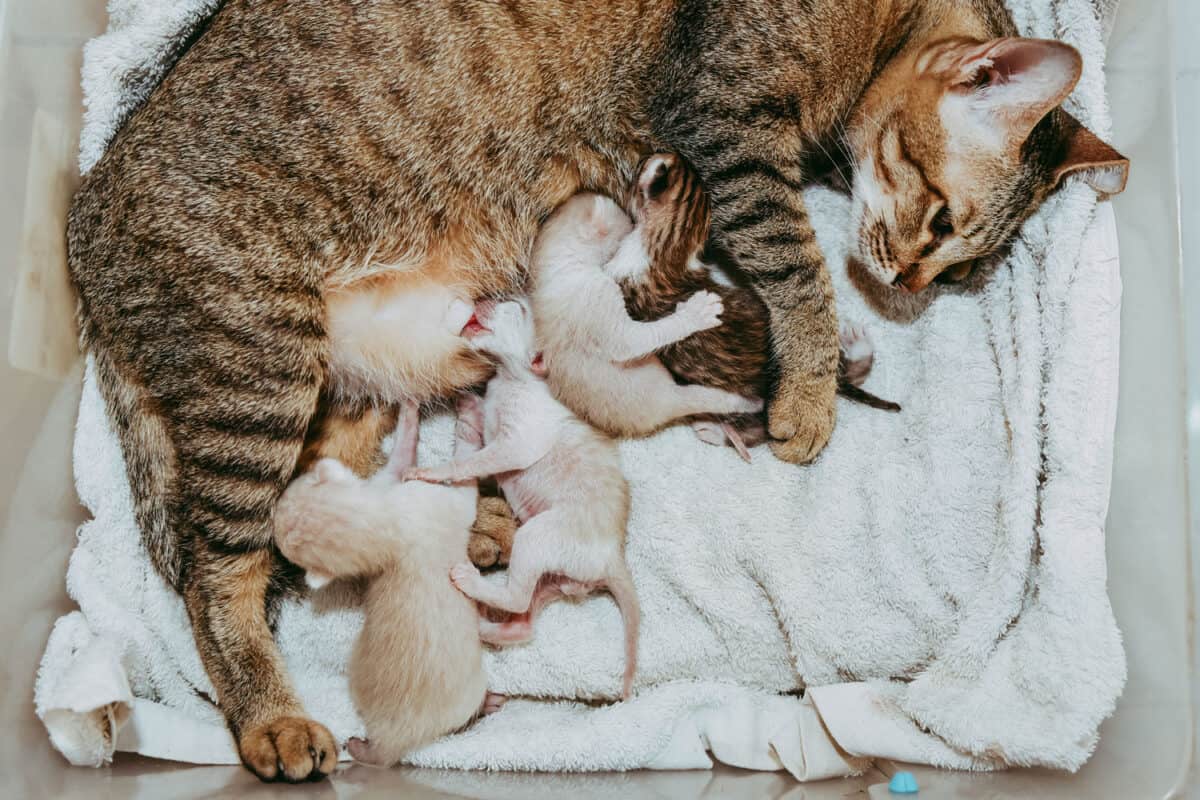 Los gatitos están chupando leche de su madre.