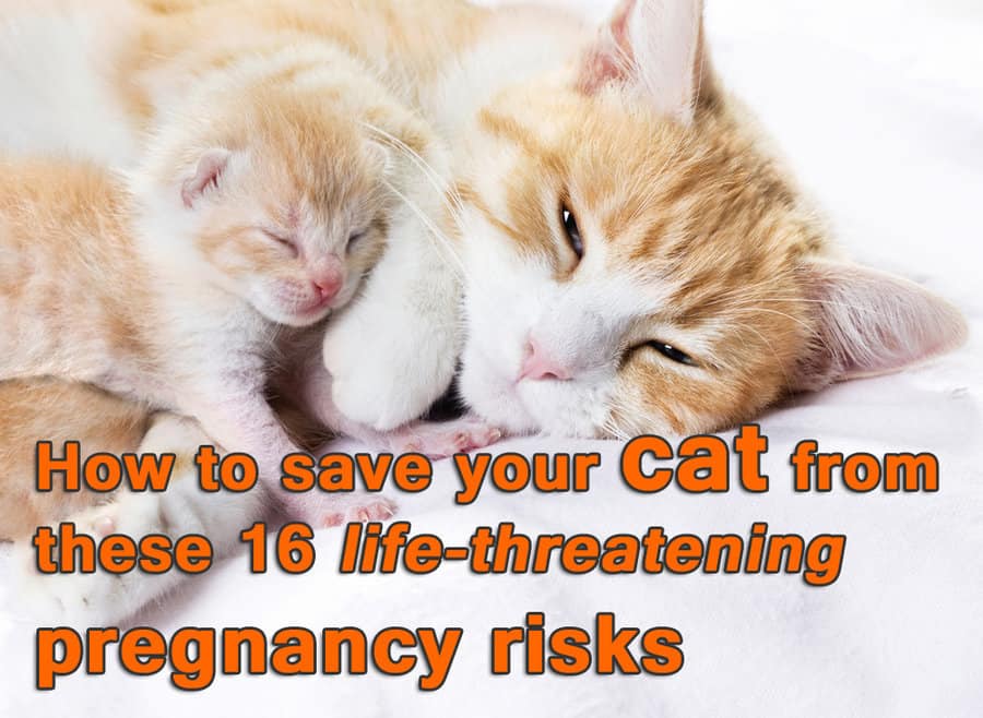 Cómo salvar a tu gato de estos 16 riesgos de embarazo que ponen en peligro su vida