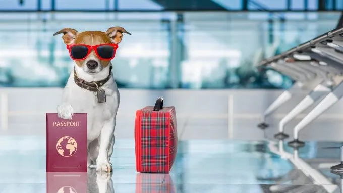 jack russell terrier con pasaporte y maleta, nombres de perros inspirados en viajes