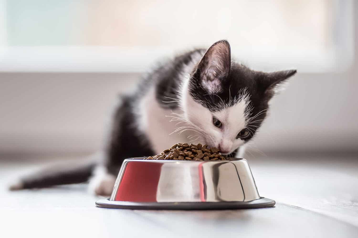Lindo gatito con un plato de gránulos en casa o en el interior.
