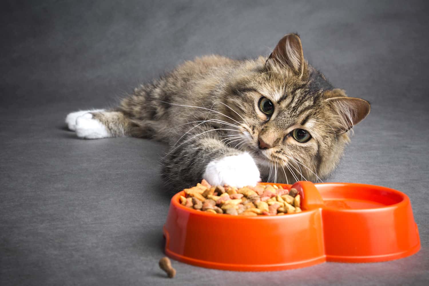 Un gato gracioso y perezoso tira su pata a un recipiente lleno de comida seca sobre un fondo gris