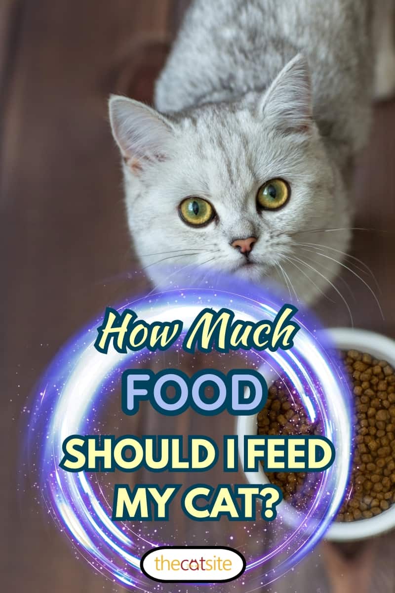 Un gato escocés con ojos amarillos come comida seca sobre un fondo de madera.