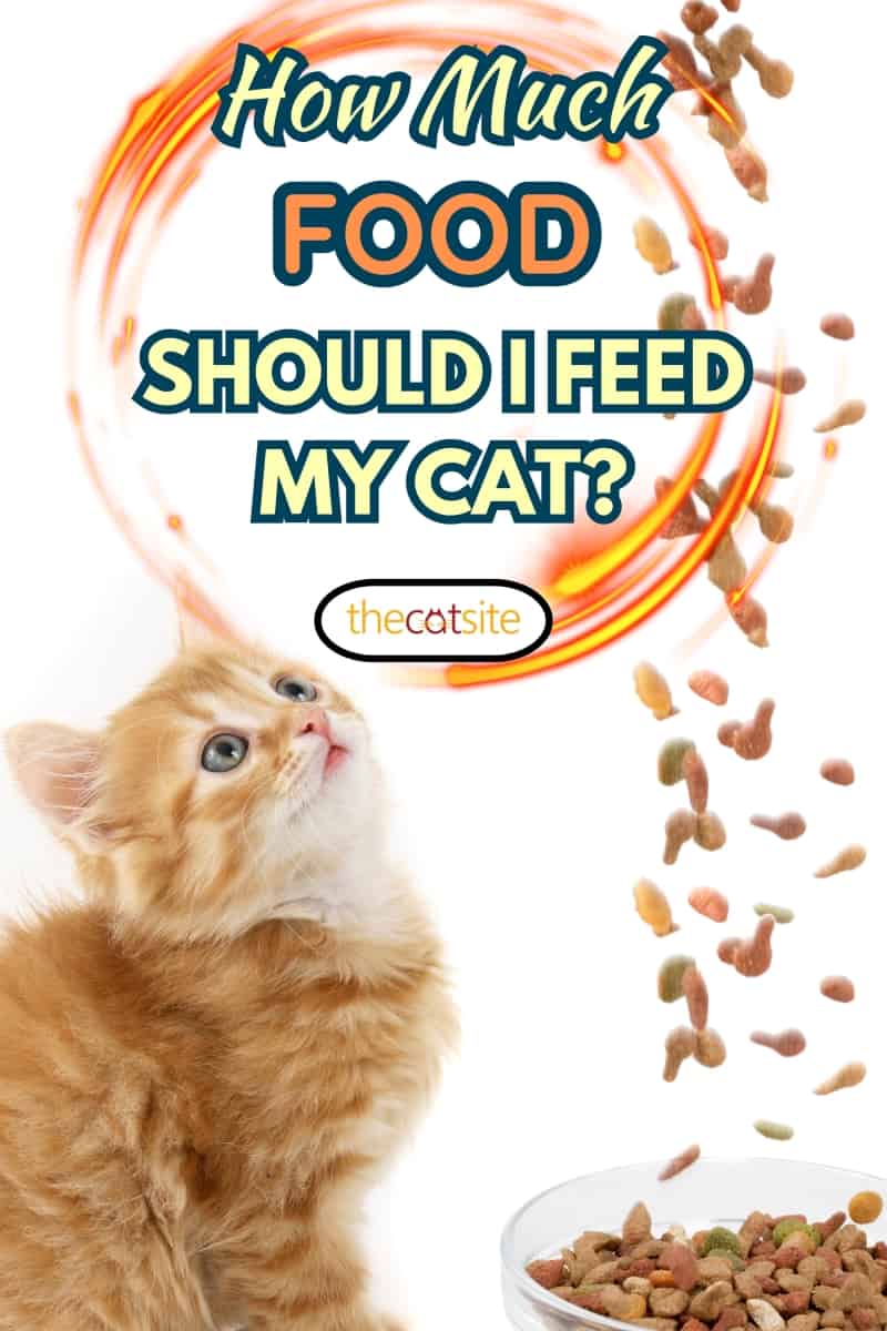 Gato comiendo comida seca para gatos