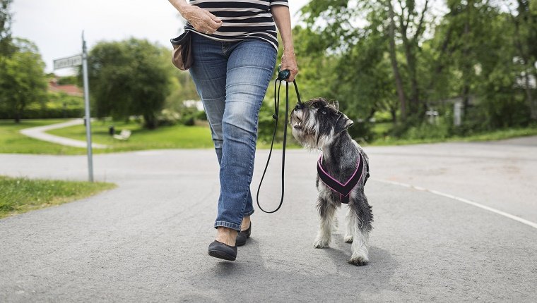 Sección baja de una mujer mayor caminando con un perro en la calle