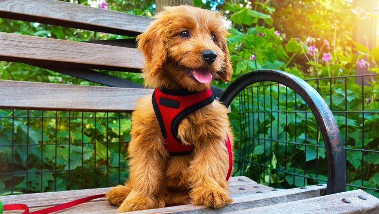 Cachorro Goldendoodle en miniatura sentado en el banco del parque de la ciudad.  El cachorro tiene 3 meses.