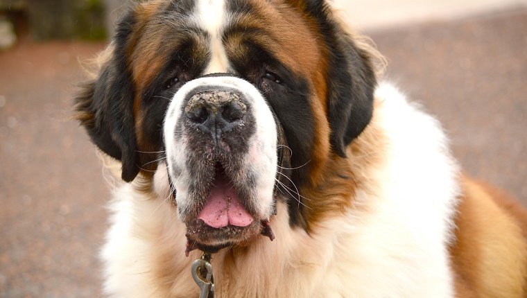 Primer plano del perro fuera la lengua