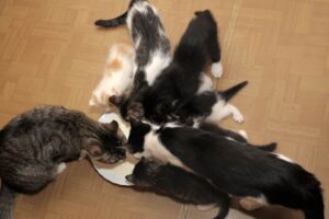 Alimentar a Los Gatos en Un Hogar Con Varios Gatos: