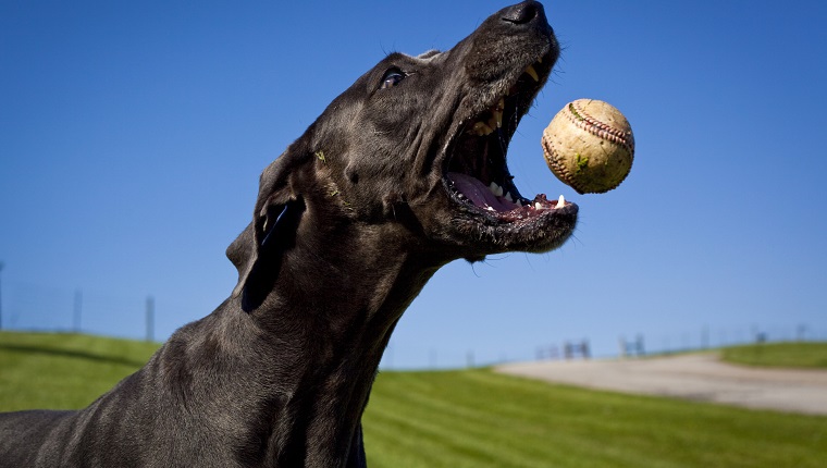 Frisbees, pelotas de béisbol y pelotas de tenis usadas