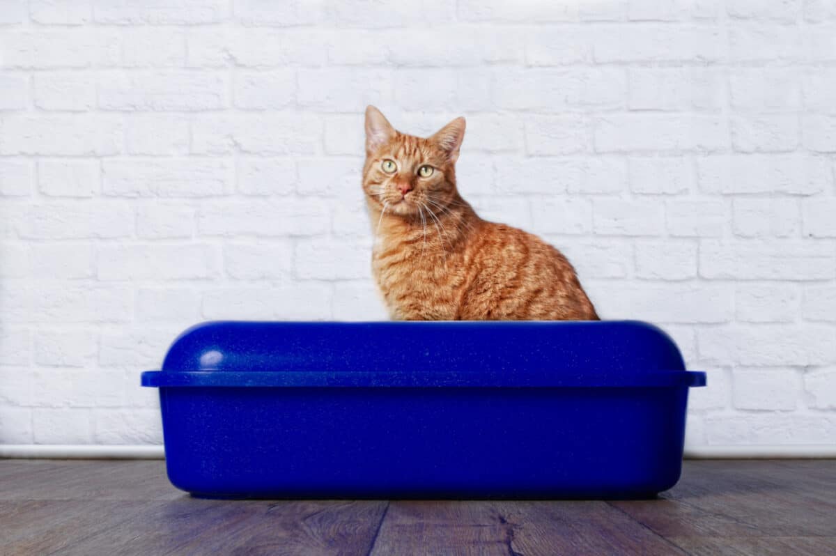 Gato atigrado sentado en una gran caja de arena
