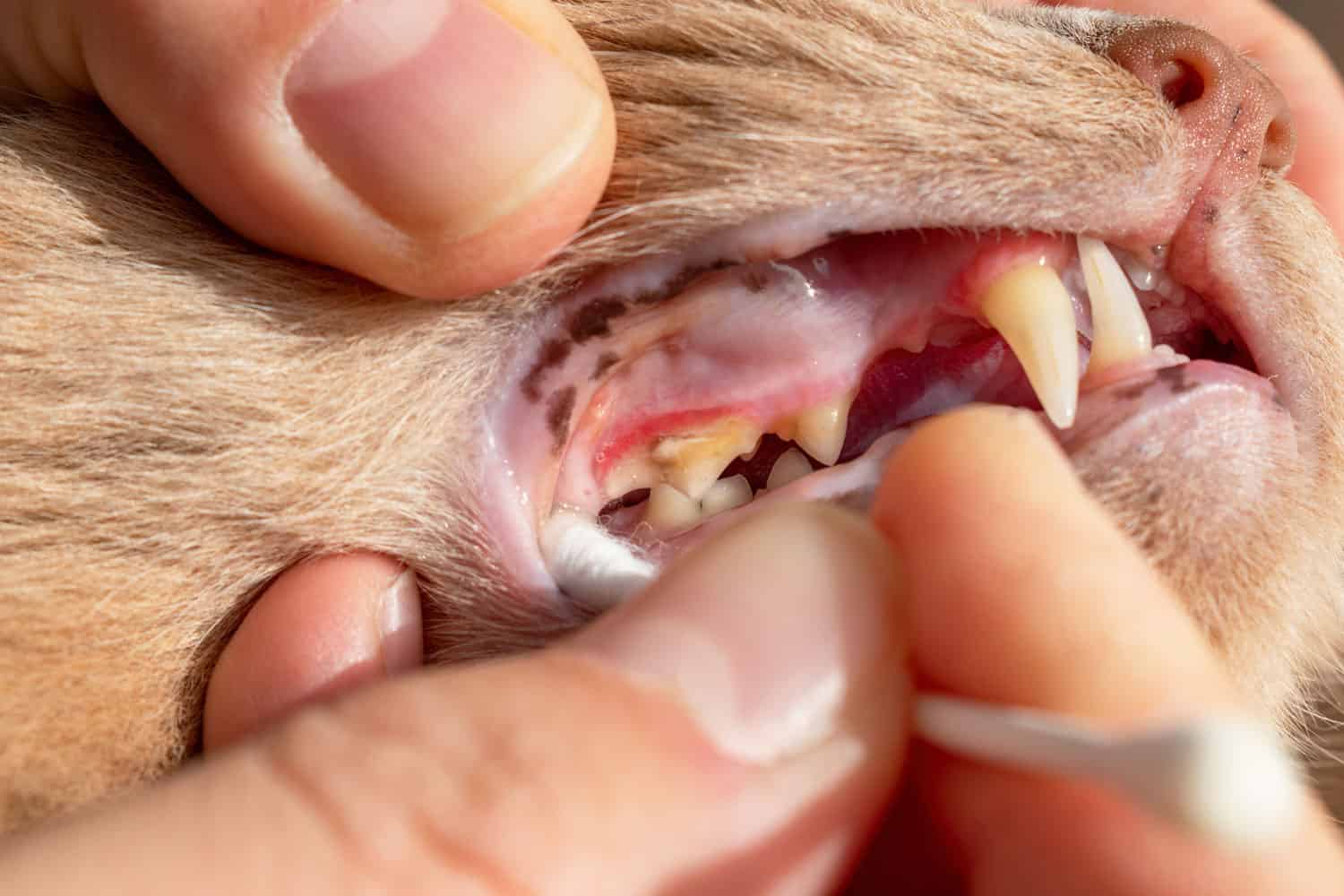 Encías inflamadas y dientes cubiertos de placa y sarro en gatos. Concepto de salud dental en el felino. Manchas marrones en la mucosa oral. Prevención de infecciones bucales en gatos.