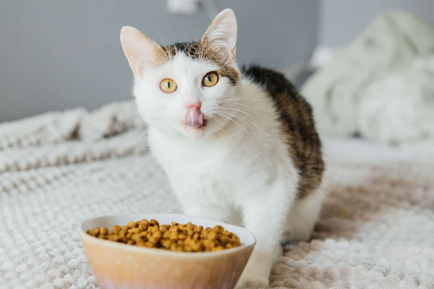 El gato come comida seca de un tazón grande